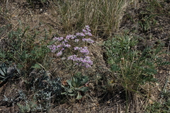 Goniolimon speciosum