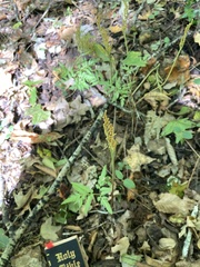 Sceptridium biternatum