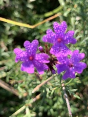 Verbena pulchella