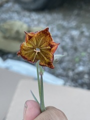 Calochortus marcellae