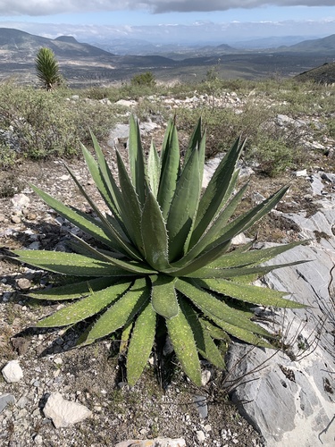 Agave garciae-mendozae