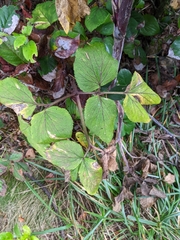 Angelica lucida