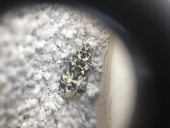 Scoparia exhibitalis