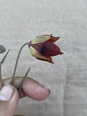 Calochortus marcellae