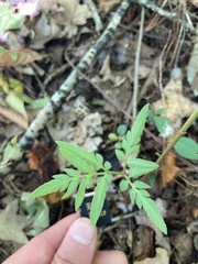 Sceptridium biternatum