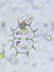 Xanthidium cristatum