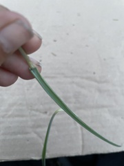 Calochortus marcellae