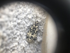 Scoparia exhibitalis