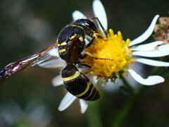 Ancistrocerus catskill