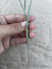 Calochortus marcellae