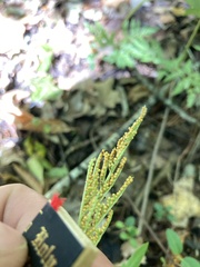 Sceptridium biternatum