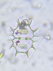 Xanthidium cristatum