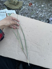 Calochortus marcellae