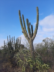 Pachycereus pringlei