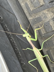 Mantodea