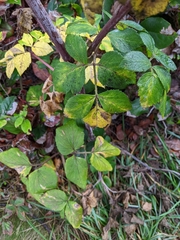 Angelica lucida