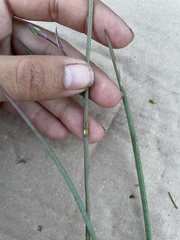 Calochortus marcellae