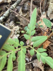 Sceptridium biternatum