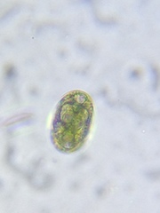 Hymenostomatia