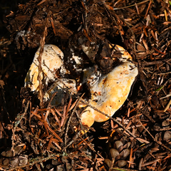 Cantharellus subalbidus