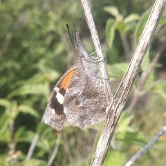 Libytheana carinenta mexicana