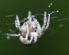 Eustala anastera