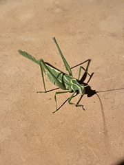 Insara elegans
