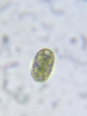 Hymenostomatia