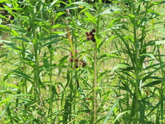 Scirpus atrovirens