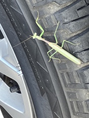 Mantodea