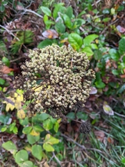 Angelica lucida