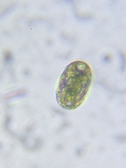 Hymenostomatia