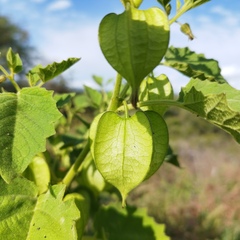 Physalis nicandroides