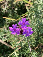 Verbena pulchella
