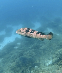 Epinephelus malabaricus