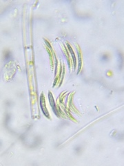 Quadrigula closterioides