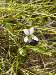 Viola lanceolata