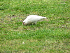 Cacatua tenuirostris