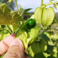Physalis nicandroides