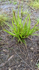 Juncus planifolius
