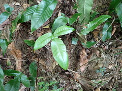 Tectaria harlandii