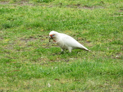 Cacatua tenuirostris