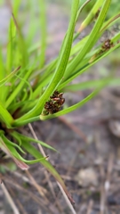 Juncus planifolius