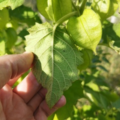 Physalis nicandroides