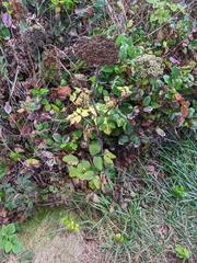 Angelica lucida