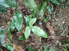 Tectaria harlandii