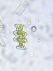 Micrasterias pinnatifida