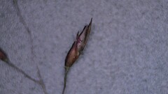 Sporobolus osceolensis