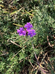 Verbena pulchella