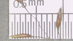 Sporobolus osceolensis